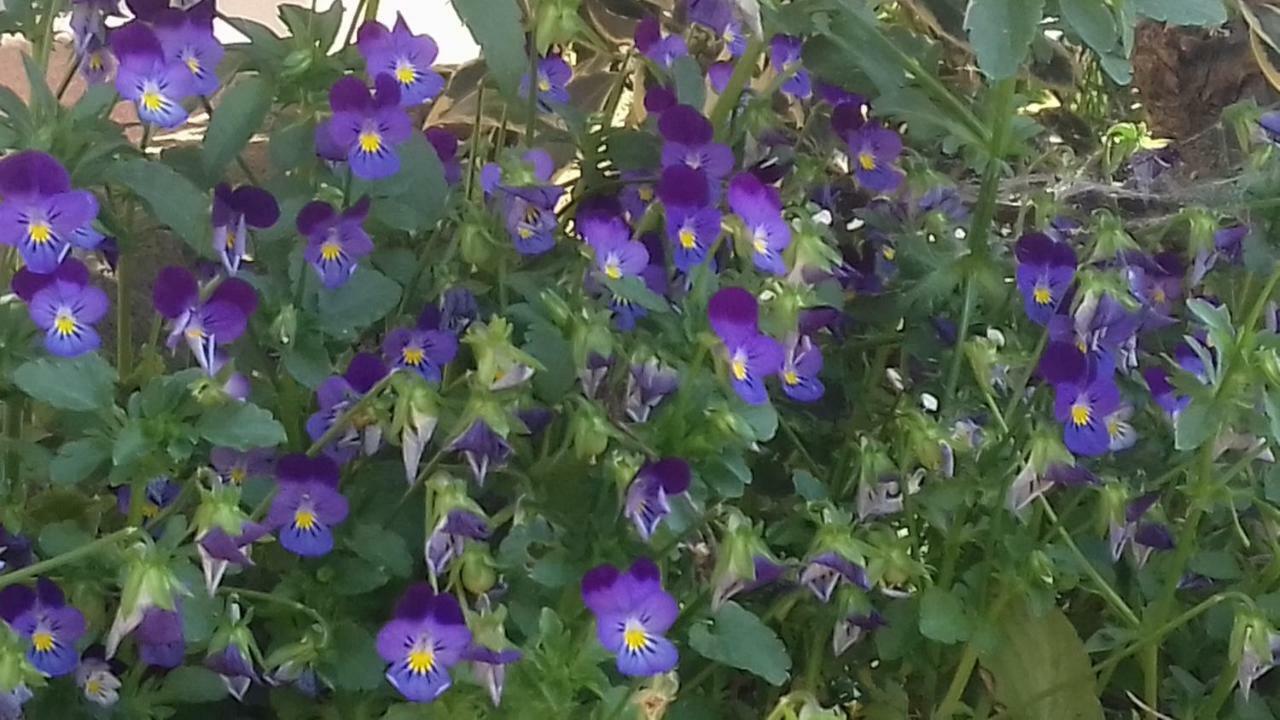 La Casa Delle Fate Villa Solto Collina Eksteriør bilde